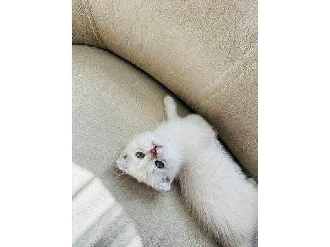 Scottish shorthair lynx tekirdag süleymanpasa