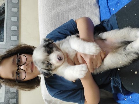 Fcı kıf şecereli border collie yavrular