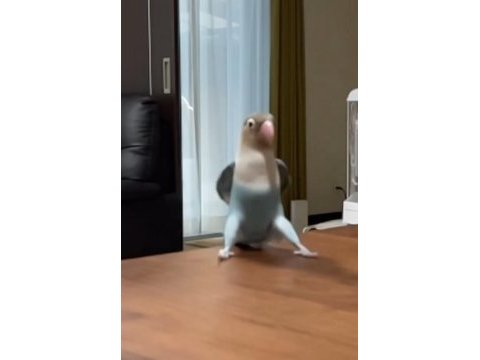 Yavru cennet papağanı