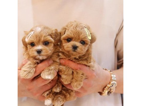 İstanbul kapıda ödemeli maltipoo bebeklerim