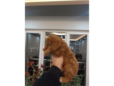 Toy poodle yavruları