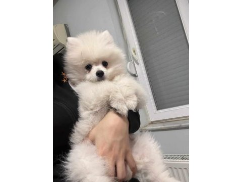 Kar beyaz dişi pomeranian boo