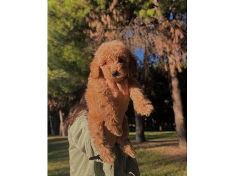 Fcı / kıf secereli şampiyon anne ve babadan poodle yavrular