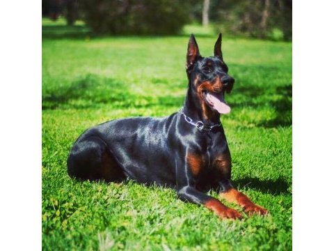 Dev doberman yavrular