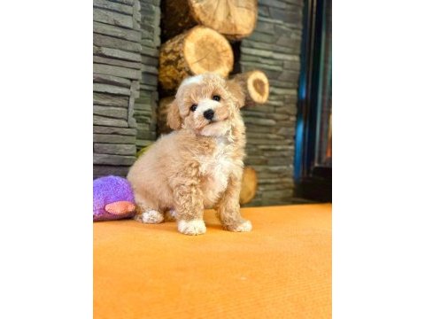 Teddy surat kore kan maltipoo yavrularımız