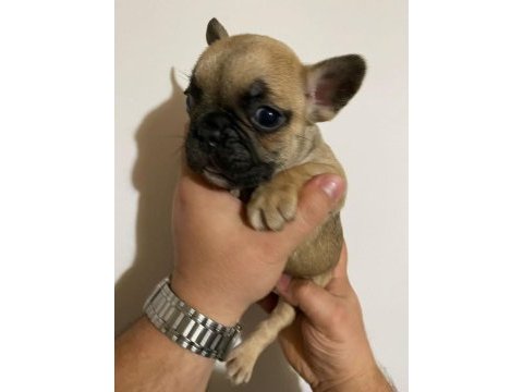 Balıkesir merkez fransız bulldog (french bulldog)