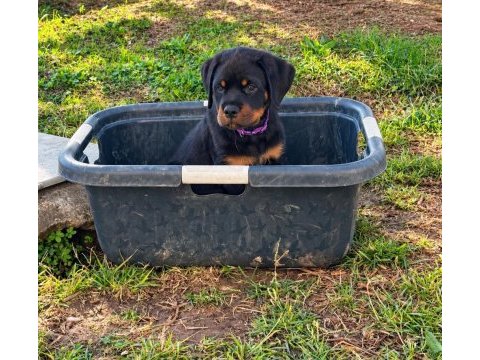Rottweiler kapıda ödemeli çiftlik kredi kartı geçer