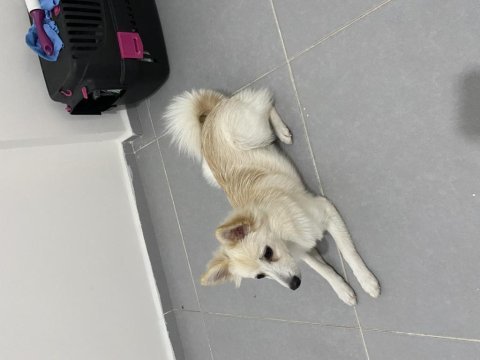 5 aylık dişi pomeranian spitz