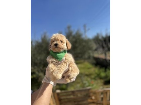 Orijinal maltipoo erkek yavrumuz