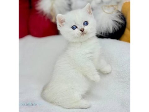 British shorthair beyaz yavru kedimiz safkan