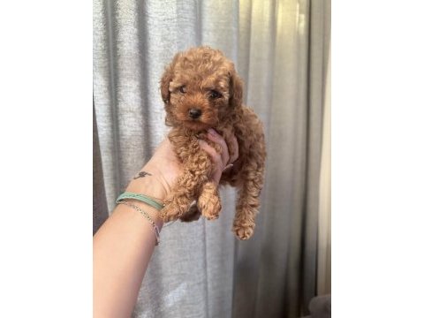Evde büyüyen poodle yavrular