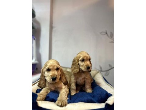American cocker yavru köpekler