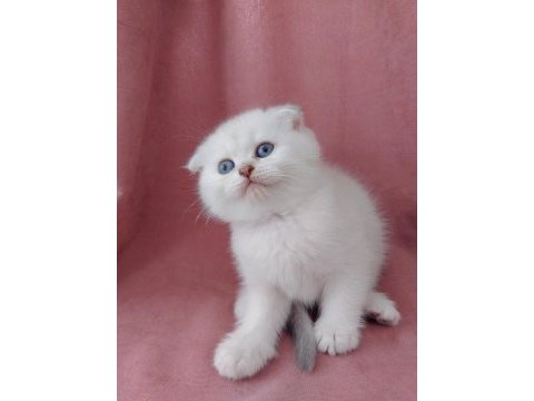 Teslime hazır dişi british shorthair yavrumuz