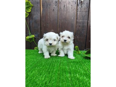 Kore maltese