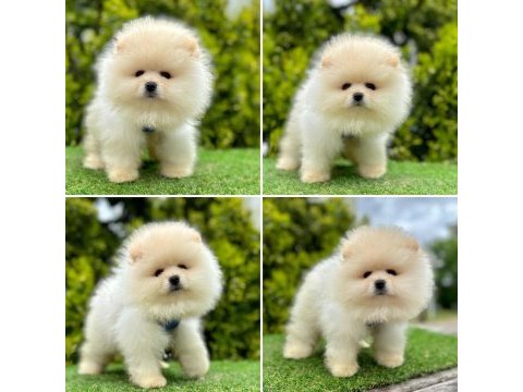 Pomeranian boo ayı yüz bebekler