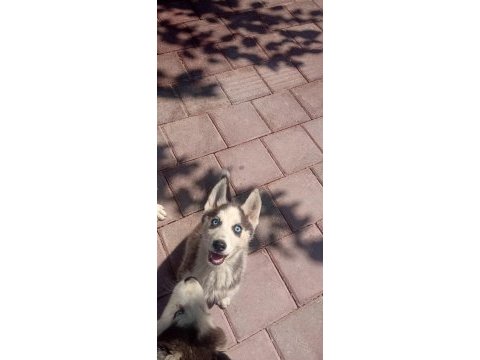 Sibirya kurdu husky