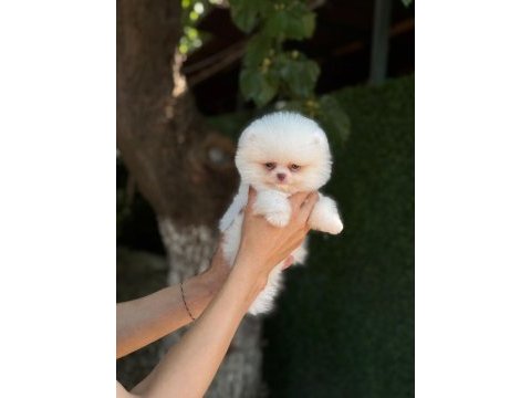 Yavru pomeranian boo köpeklerimiz