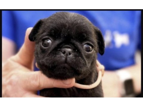 Pug safkan
