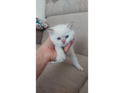 Blue point yavru kedilerimize yuva arıyoruz