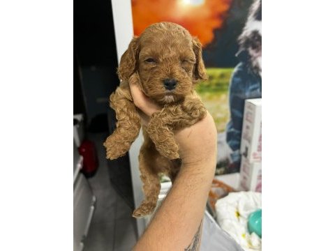 Oyuncak gibi poodle bebeklerimiz