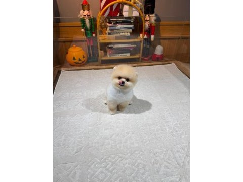 Orjinal ırk ve sağlık garantili pomeranian yavrular
