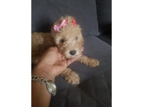 Her bütçeye uygun poodle yavrusu