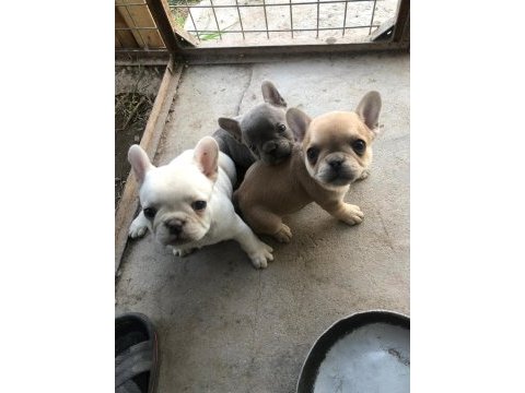 French bulldog bebeklerimiz yeni yuvalarına gitmeye hazır