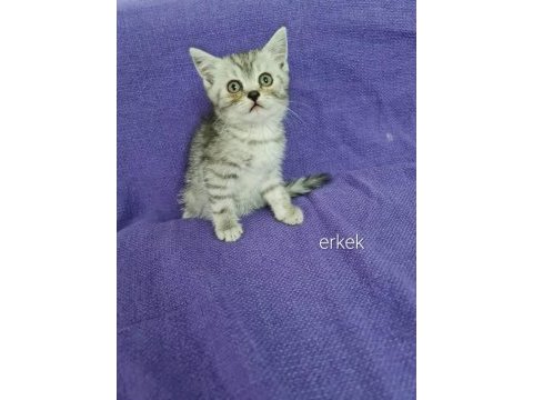 2 aylık bu sevimli scottish fold