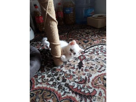 Denizli british shorthair erkek