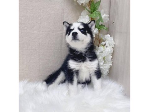 Husky sibirya yavruları
