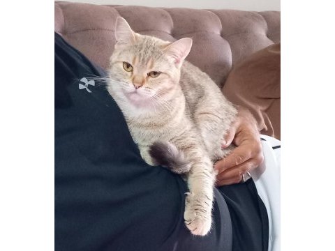 Golden british 2 buçuk yaşında dişi kedi