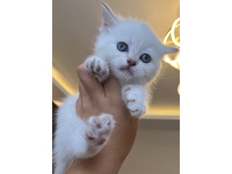 Ayı surat iri gözlü british kedimiz