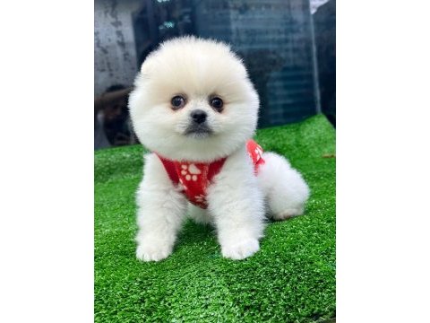 Pomeranian boo yavrularımız