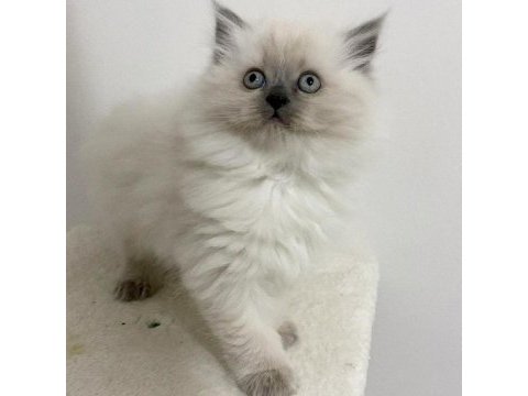 Kalite isteyenlere özel british shorthair kediler