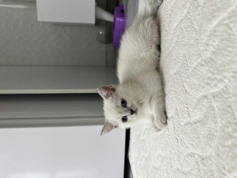 2 aylık yavru british shorthair safkan