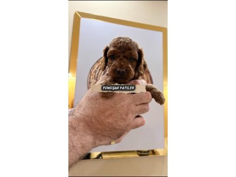 Sevimli ırk toy poodle