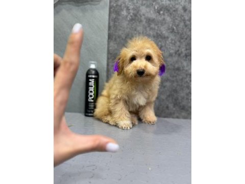 Ruhsatli çiflikten özel maltipoo yavrulari ıstanbul