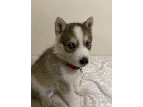 Dişi yavru husky