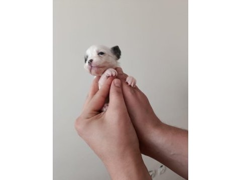 Anne altında a kalite chihuahua yavrular