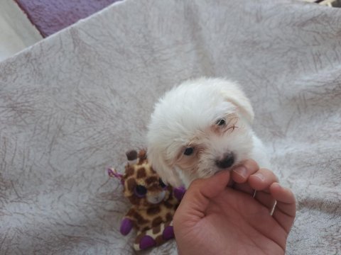 Sıfır boy orijinal maltese köpeklerim