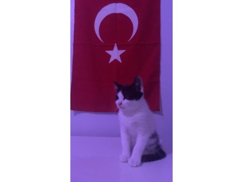 Kedimizi bakamadığımız için veriyoruz