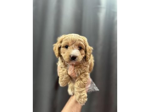 Mini boy maltipoo bebekler