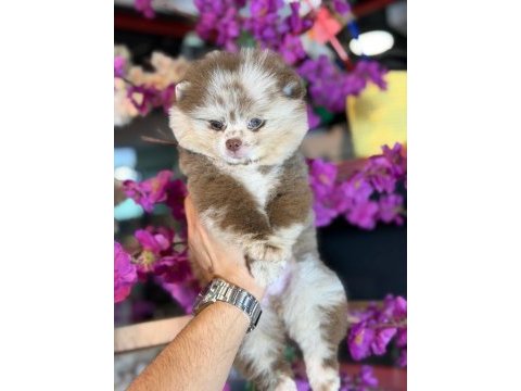 Ayı surat pomeranian bebekler