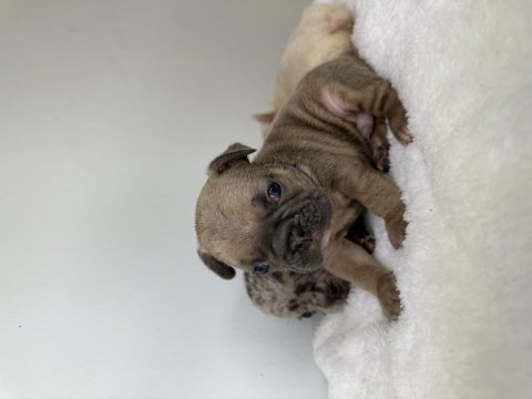 A kalite renk renk french bulldog