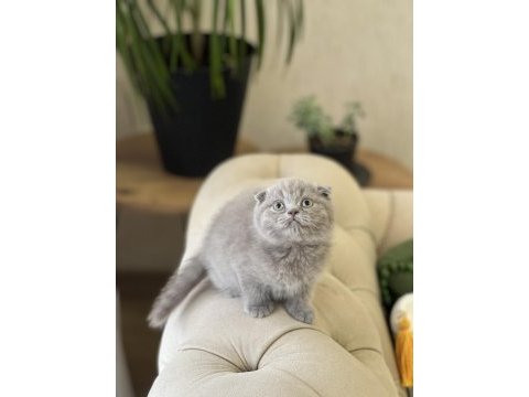 Show kalite ayı surat scottish fold yavrum