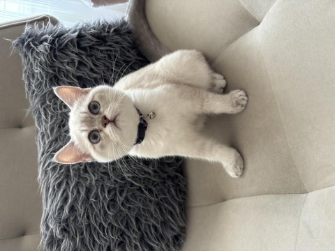 British shorthair dişi blue point