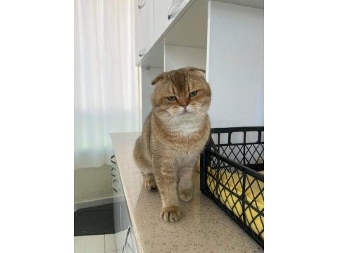 6.5 aylık britsh shorthair
