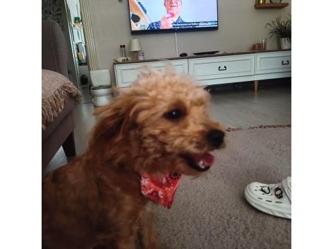 6 aylık dişi maltipoo