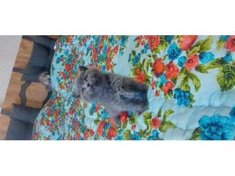 Kedilerim yeni yuvalarını arıyorlar