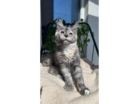 Sağlık ve ırk garantili minik dev kedilerimiz